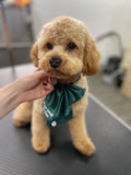 Paw and Order Dog Grooming