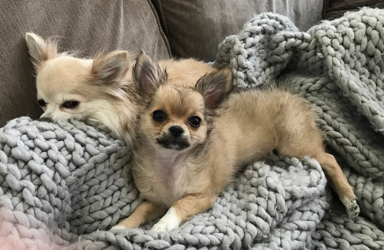The Doggy Brigade
