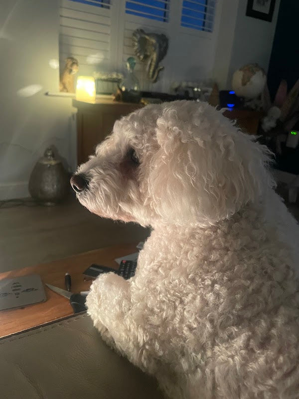 Beepaws Doggy Homestay