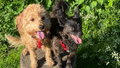 Mucky Mutts
