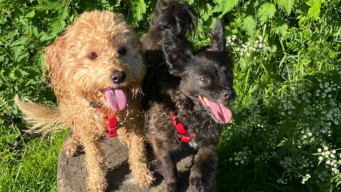 Mucky Mutts