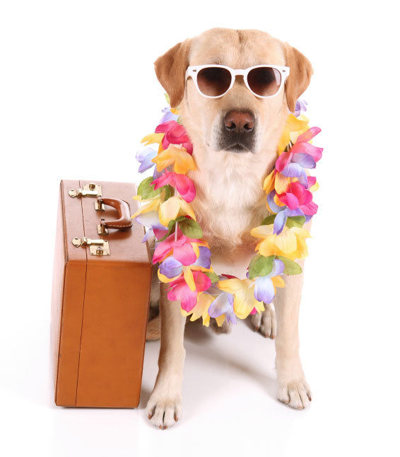 Macclesfield Travel Vet
