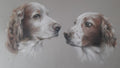 Premium Pet Portraits
