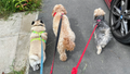 Roll Over! Home Dog Boarding Winsford