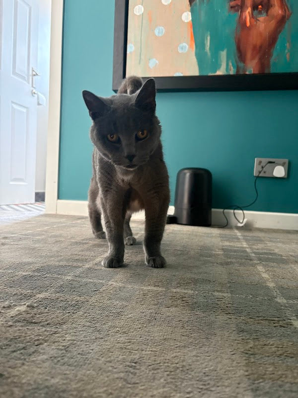 Kitty Sitter Cheshire