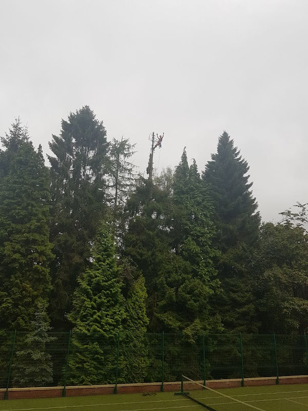 Macclesfield Tree Surgeons