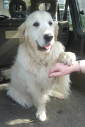 Monty and Macey's Dog Care