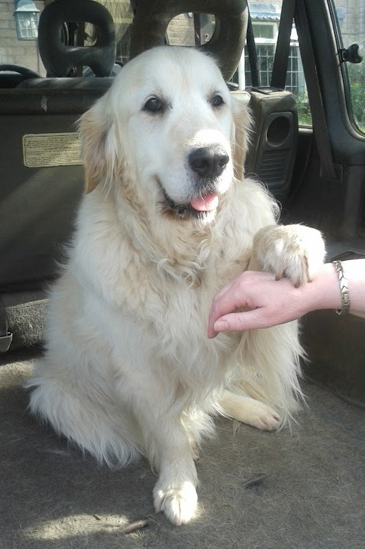 Monty and Macey's Dog Care
