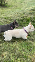 Contented Creatures