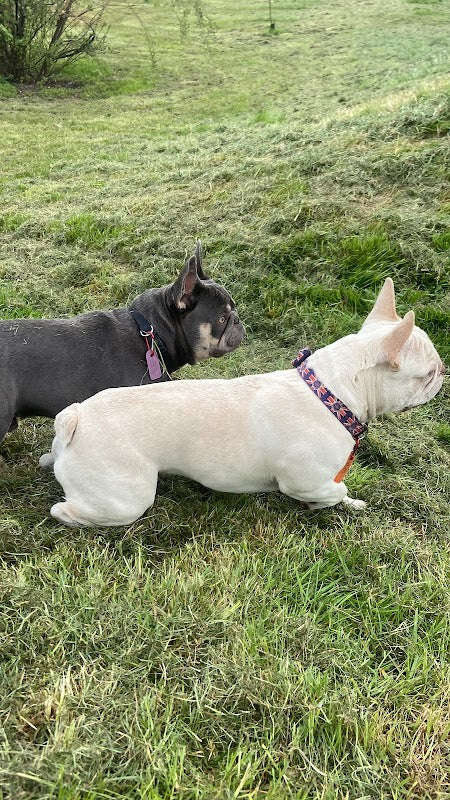Contented Creatures