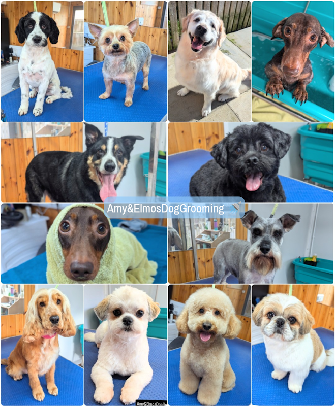 Amy & Elmo's Grooming Services
