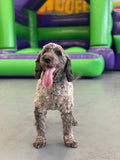 Dogs Go - Training Academy