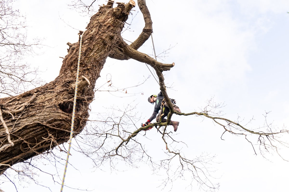Halfacre Tree Services. Tree Surgeon & Tree Removal