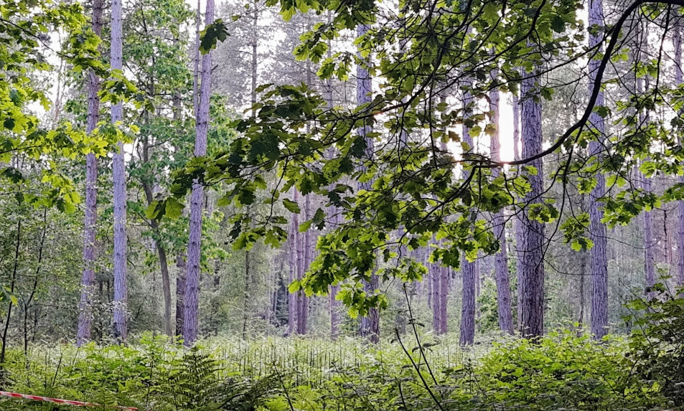 Pettypool Activity Centre - Girlguiding Cheshire Forest
