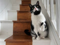 SK8 Cat Sitting