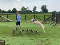 Cheshire Canine Services REALDogTraining