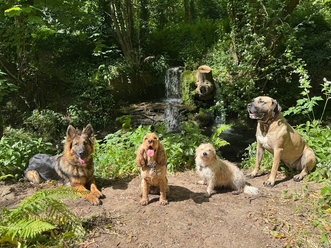 Mindful Dog North Wales