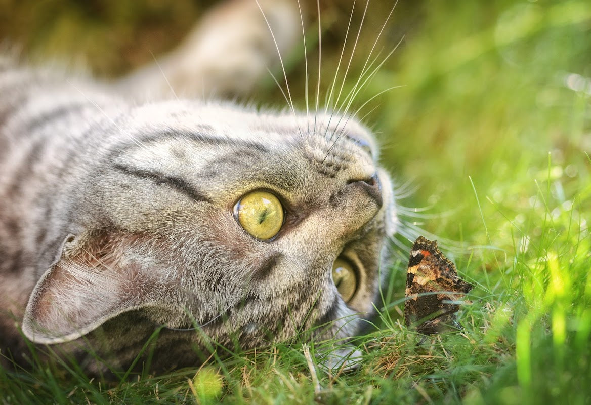 Cat Sitting