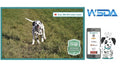 That Dog Wrexham