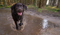 Nantwich Dog Walker