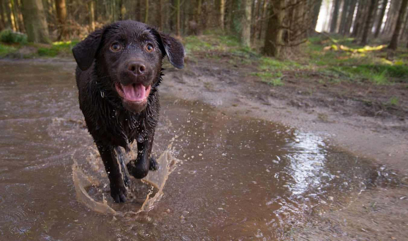 Nantwich Dog Walker
