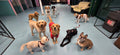 Dora's Doggy Day Care