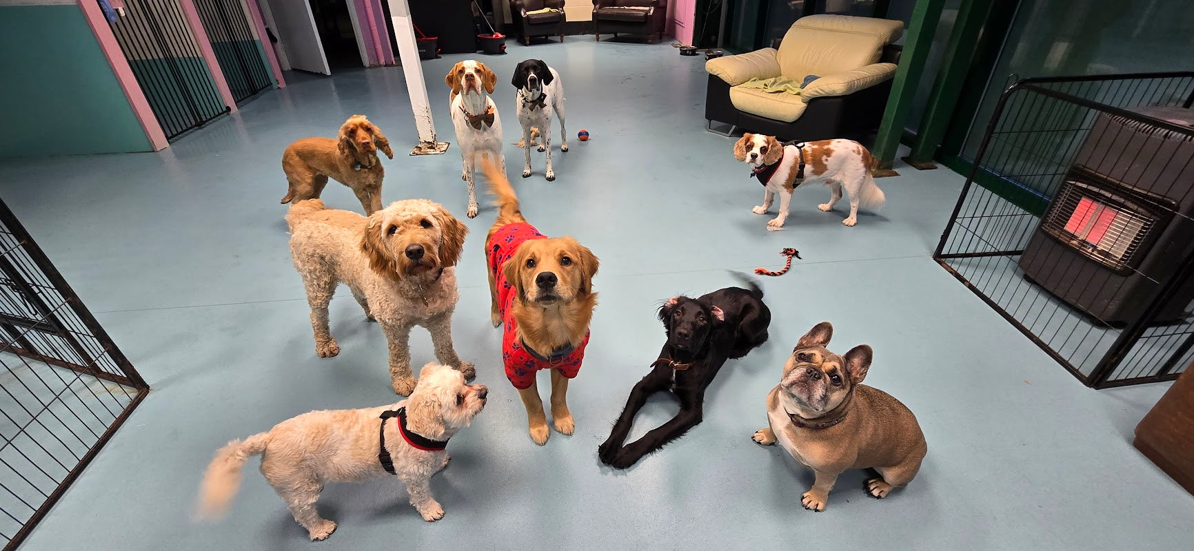 Dora's Doggy Day Care