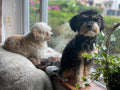 Bobbies Buddies Doggy Day Care