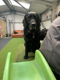 Woodland View Boarding Kennels & Daycare