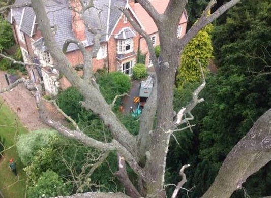 WILMSLOW TREE & STUMP REMOVALS/WILMSLOW TREE SURGEON