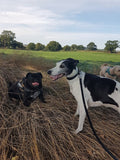 Tarporley Dog Walking
