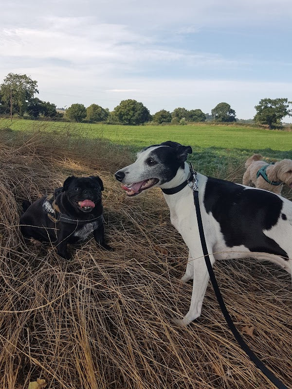 Tarporley Dog Walking