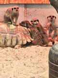 Holmes Chapel Zoo