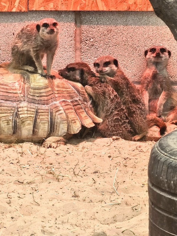 Holmes Chapel Zoo