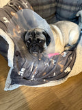The Sands Veterinary Practice