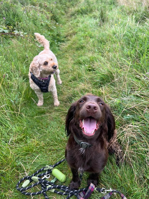 HaleTails Dog Walking