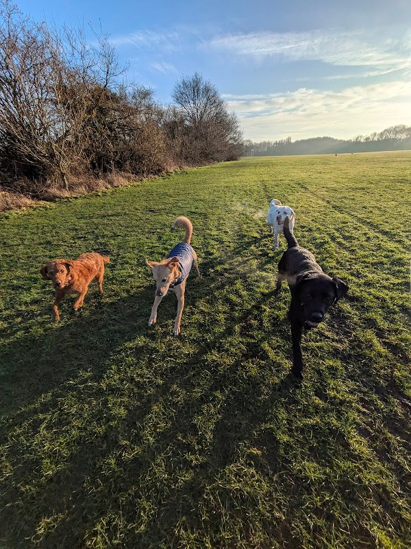 The Dog Walkers