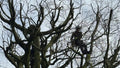 Cartwright Tree Care