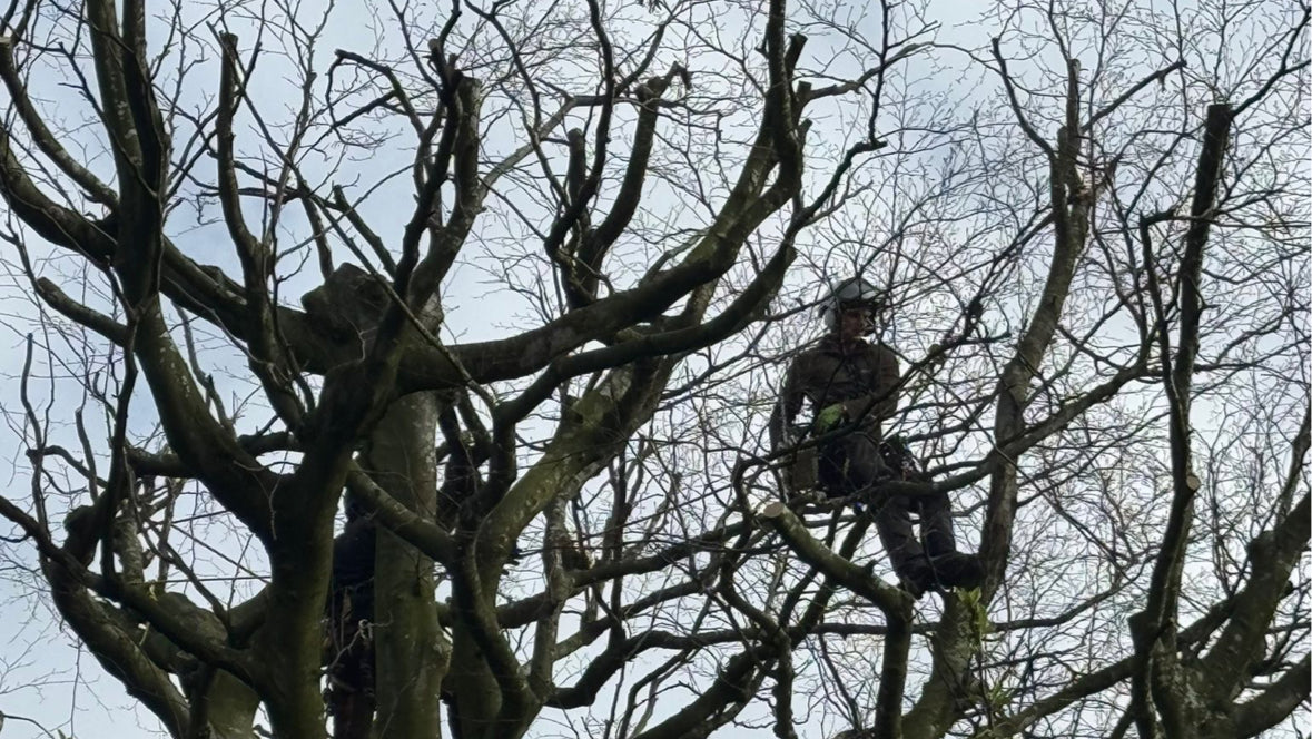 Cartwright Tree Care