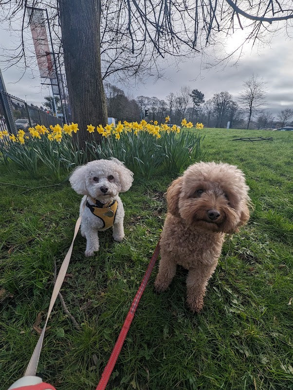 Sleepwalkies