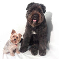 Little and Large Dog Grooming