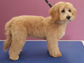 Clarke's Dogs Professional Grooming
