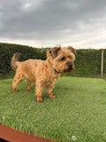 Waggy Tails