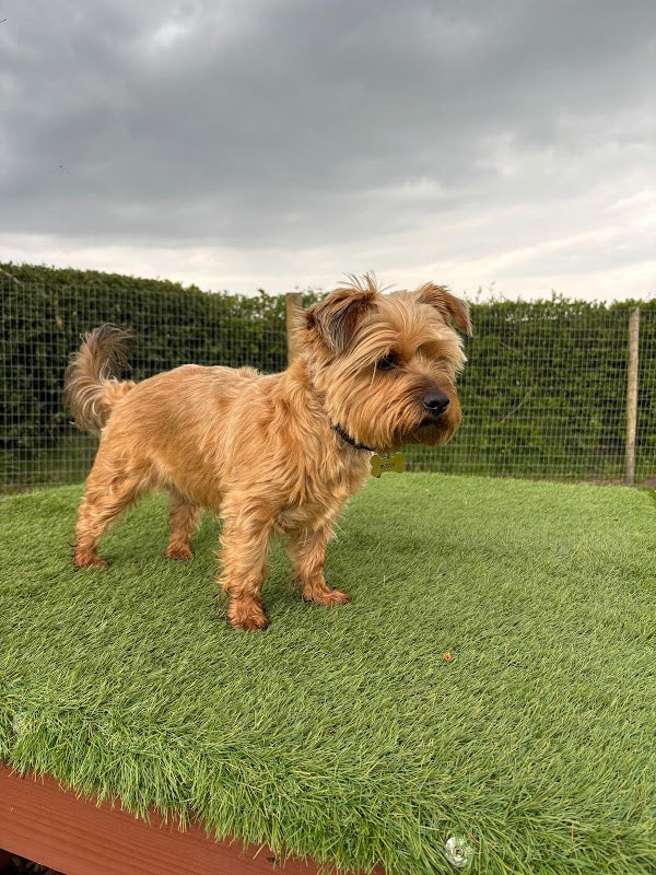 Waggy Tails