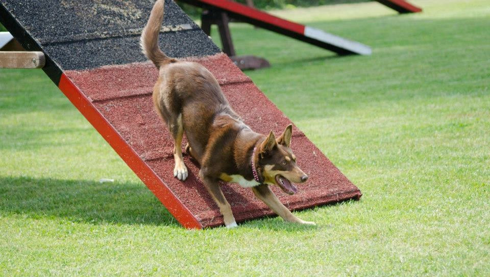 Dig It Dog Training