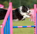 High Peak Agility