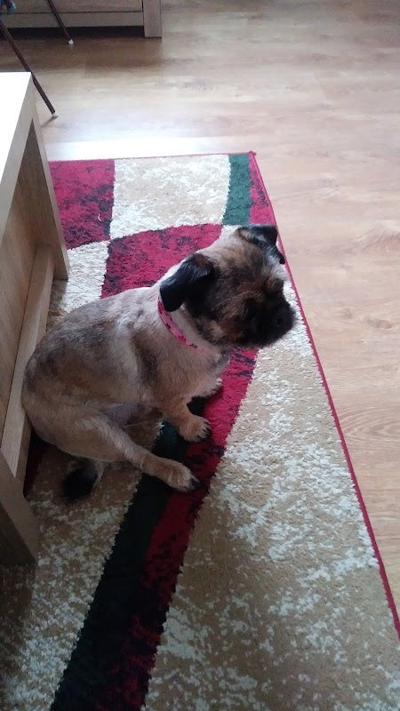 D Wheeler dog grooming