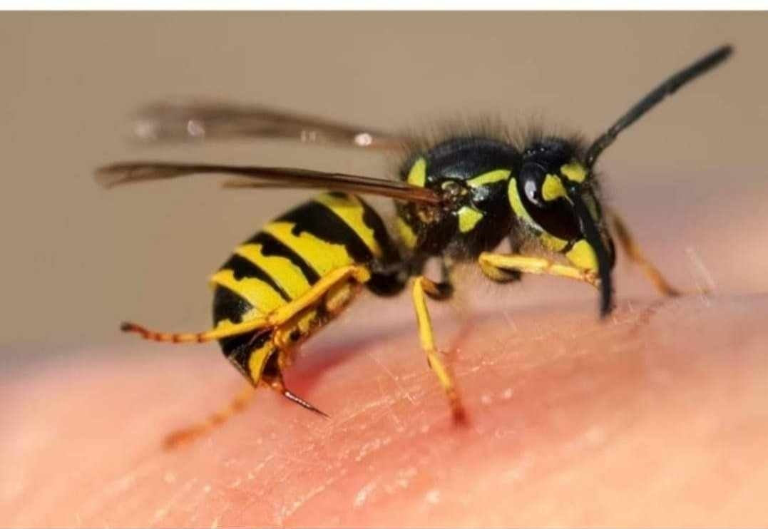HL&H Garden Pest Control