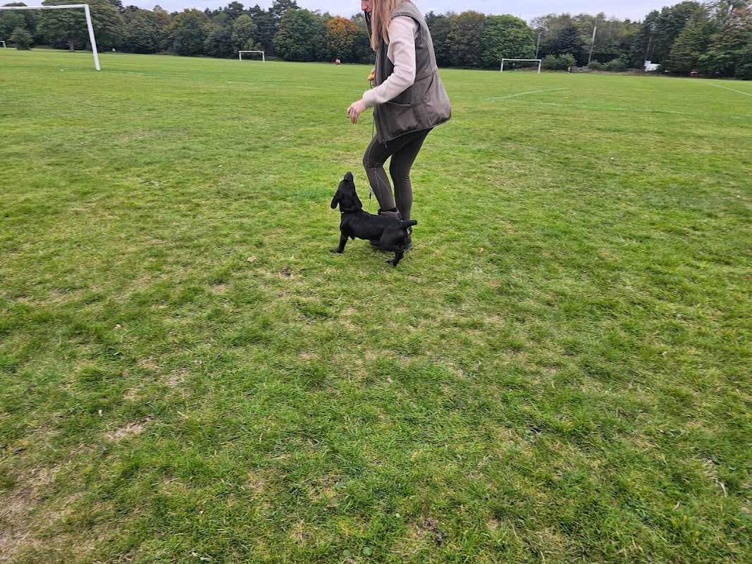 Wizz Dog Training