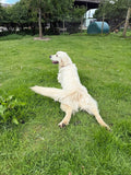 Roe Clare Cattery & Kennels